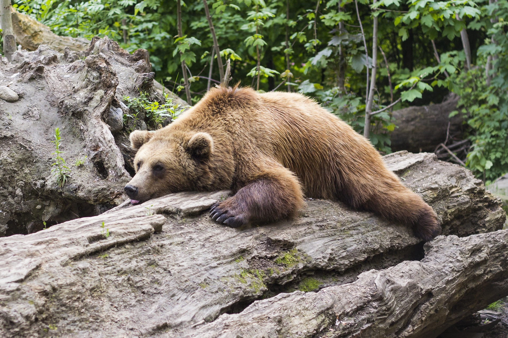 „Stary niedźwiedź mocno śpi…” Tylko nie w Bieszczadach!
